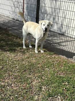 Labrador Retriever Dogs Available for Adoption - Callighen / Snowball | PetCurious