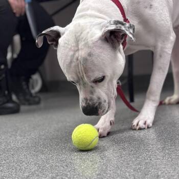 Mixed Breed Dogs Available for Adoption in Batavia, Ohio - Sal | PetCurious