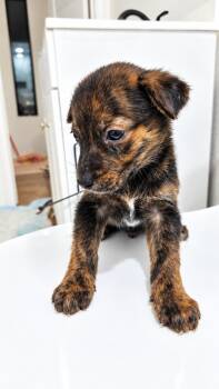 ARIEL -  Mixed Breed Dog for Adoption in Harlingen, Texas - ARIEL | PetCurious