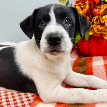 Ridge -  Border Collie Dog for Adoption in Lebanon, Missouri - Ridge | PetCurious