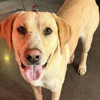 Yellow Labrador Retriever Dogs Available for Adoption - Hank | PetCurious