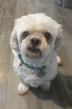 Rescue Lhasa Apso and Maltese Dogs for Adoption in Camarillo, California - Chubbs | PetCurious