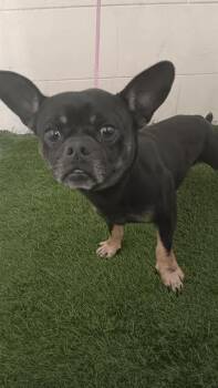 French Bulldog and Mixed Breed Dogs Available for Adoption - BUGSY | PetCurious