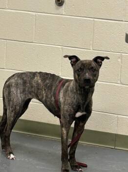 2026-06-009 -  Pit Bull Terrier Dog for Adoption in Winder, Georgia - 2026-06-009 | PetCurious