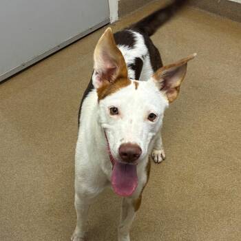 Rosie -  Australian Shepherd and Mixed Breed Dog for Adoption in Corpus Christi, Texas - Rosie | PetCurious