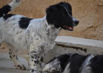 English Setter Dogs Available for Adoption in Chelsea, Michigan - Available For Adoption - Betty (MI, USA) | PetCurious