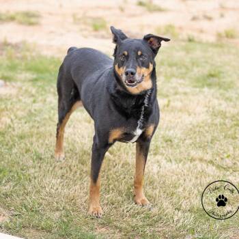 Shepherd Dogs Available for Adoption - Ollie | PetCurious