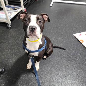 Molly -  Black Labrador Retriever and Mixed Breed Dog for Adoption in Ferndale, Michigan - Molly | PetCurious