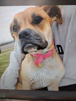 Rescue Boxer and Mixed Breed Dogs for Adoption in Angola, Indiana - Astro | PetCurious