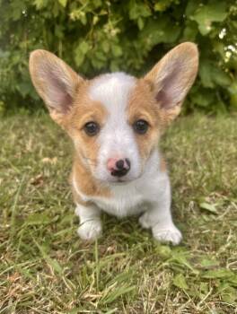 Marissa -  Corgi Dog for Adoption in Iron Ridge, Wisconsin - Marissa | PetCurious