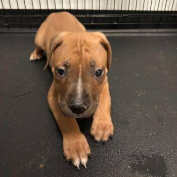 Redman -  Plott Hound and Mixed Breed Dog for Adoption in San Antonio, Texas - Redman | PetCurious