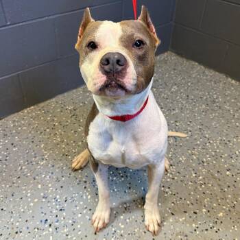 Lexie Renae Stokes -  Pit Bull Terrier and Mixed Breed Dog for Adoption in Tuscaloosa, Alabama - Lexie Renae Stokes | PetCurious