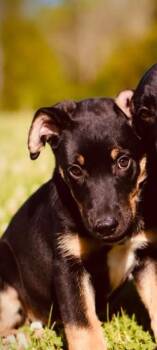 Dally -  Mixed Breed Dog for Adoption - Dally | PetCurious