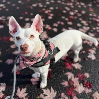 Rescue Terrier Dogs for Adoption in Newberg, Oregon - Betsy | PetCurious