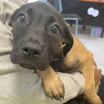 Mula -  Mixed Breed Dog for Adoption in Philadelphia, Pennsylvania - Mula | PetCurious
