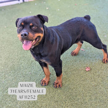 Rescue Rottweiler Dogs for Adoption - Maizie | PetCurious