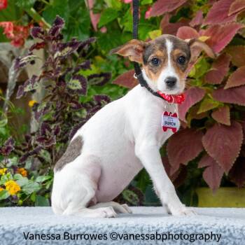 Sparrow -  Terrier Dog for Adoption in Wake Forest, North Carolina - Sparrow | PetCurious