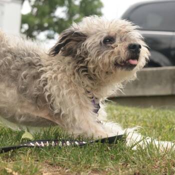 Mixed Breed Dogs Available for Adoption in Philadelphia, Pennsylvania - Patrick | PetCurious