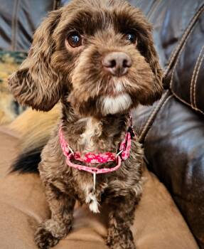 Molly -  Cocker Spaniel and Shih Tzu Dog for Adoption in Godfrey, Illinois - Molly | PetCurious