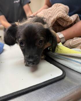 Chihuahua Dogs Available for Adoption in Dripping Springs, Texas - Buddy | PetCurious