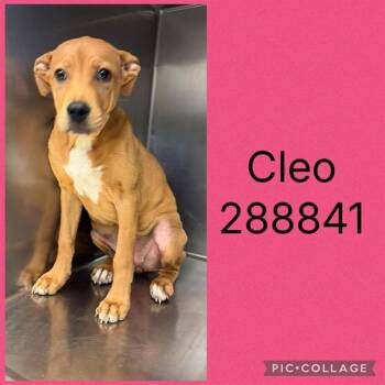 CLEO -  Mixed Breed Dog for Adoption in Macon, Georgia - CLEO | PetCurious