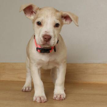 Shepherd and Pit Bull Terrier Dogs Available for Adoption in Minnetonka, Minnesota - Sprinkler D68838 | PetCurious