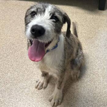 Zagnut -  Irish Wolfhound and Mixed Breed Dog for Adoption in Sunderland, Maryland - Zagnut | PetCurious