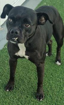 A139267 -  Mixed Breed Dog for Adoption in Palmetto, Florida - A139267 | PetCurious