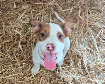 Harper -  Beagle Dog for Adoption in Melbourne, Arkansas - Harper | PetCurious