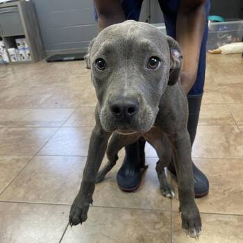 Pit Bull Terrier Dogs Available for Adoption - TUSC-Stray-83858 | PetCurious