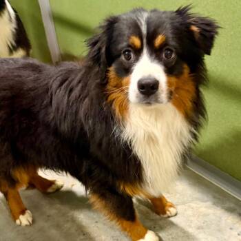 Tater Tot (MY26-33) -  Australian Shepherd Dog for Adoption in Peyton, Colorado - Tater Tot (MY26-33) | PetCurious