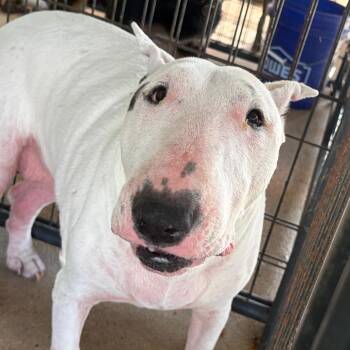 Jazz -  Bull Terrier Dog for Adoption in Lake Jackson, Texas - Jazz | PetCurious