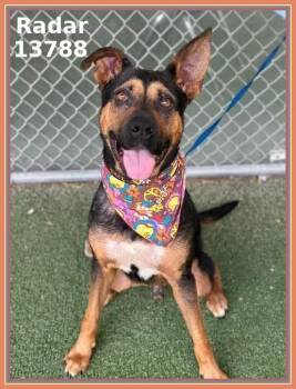 Rescue Shepherd and German Shepherd Dog Dogs for Adoption in Marietta, Georgia - RADAR (see Also WAFFLES And GIZMO) | PetCurious