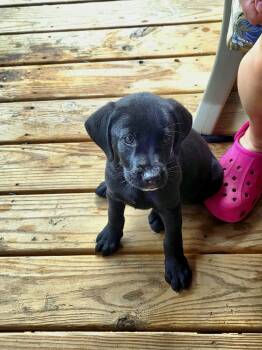 Piglet -  Labrador Retriever and Hound Dog for Adoption in Marshall, North Carolina - Piglet | PetCurious