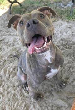 Pit Bull Terrier Dogs Available for Adoption in Manning, South Carolina - Luna | PetCurious