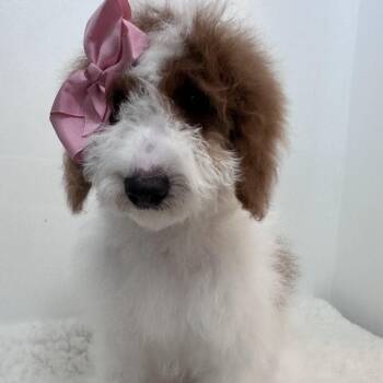Goldendoodle Dogs Available for Adoption in Wrightstown, New Jersey - Gabriella  | PetCurious