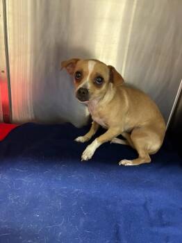 Chihuahua Dogs Available for Adoption in Seguin, Texas - Murtle | PetCurious