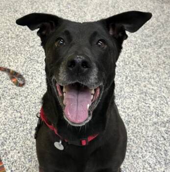 German Shepherd Dog and Pit Bull Terrier Dogs Available for Adoption - Jess | PetCurious