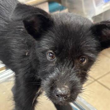 Terrier Dogs Available for Adoption in Birmingham, Alabama - Clover | PetCurious