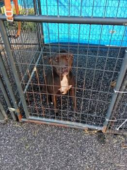 Pit Bull Terrier Dogs Available for Adoption - Queenie | PetCurious