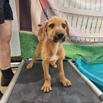 Houdini -  Mixed Breed Dog for Adoption in Huntsville, Alabama - Houdini | PetCurious