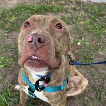 Porkie -  Mixed Breed Dog for Adoption in Fairport, New York - Porkie | PetCurious