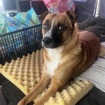 Chalupa -  Chihuahua Dog for Adoption in San Diego, California - Chalupa | PetCurious