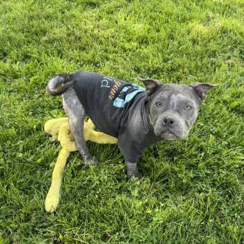 Puppino -  Bulldog Dog for Adoption - Puppino | PetCurious