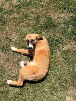 Mixed Breed Dogs Available for Adoption in Gallatin, Tennessee - Emmy | PetCurious