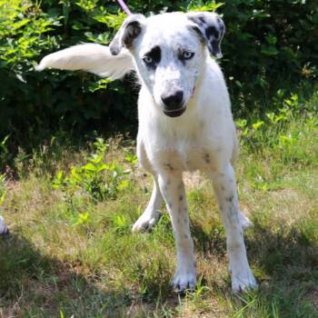 CT Tofu -  Australian Shepherd and Mixed Breed Dog for Adoption in Eastford, Connecticut - CT Tofu | PetCurious