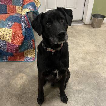 Rescue Labrador Retriever Dogs for Adoption in Bonners Ferry, Idaho - Jack | PetCurious