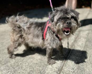 Rescue Shih Tzu and Poodle Dogs for Adoption in Covington, Washington - Wizard | PetCurious