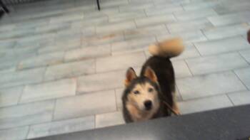 DRACO -  Siberian Husky Dog for Adoption in Charlotte, North Carolina - DRACO | PetCurious