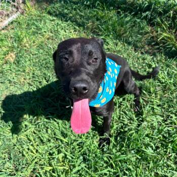 Rocky -  Black Labrador Retriever Dog for Adoption in Houston, Texas - Rocky | PetCurious